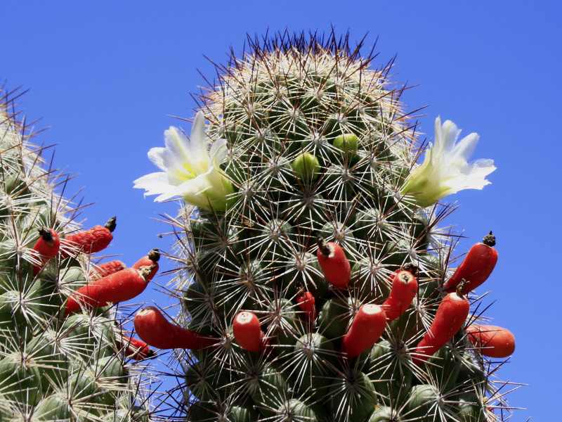 Mammillaria multidigitata